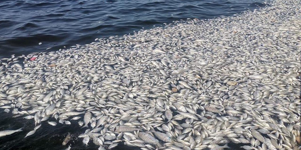 İzmir Körfezi’nde felaketin boyutu artıyor: Her yer ölü balık