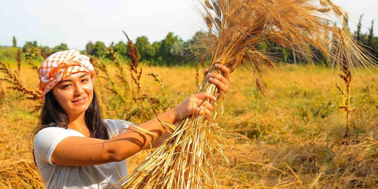 Seferihisar’ın karakılçık buğdayı tescillendi