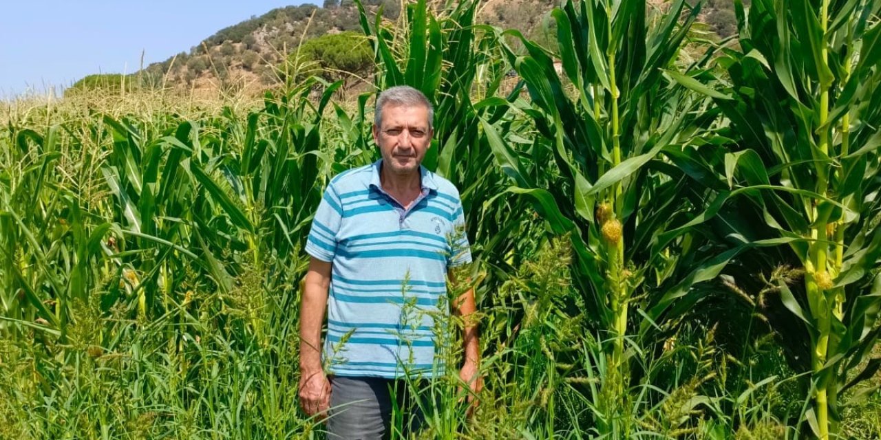Söke’de yem bitkileri desteği için tarla kontrolleri yapıldı