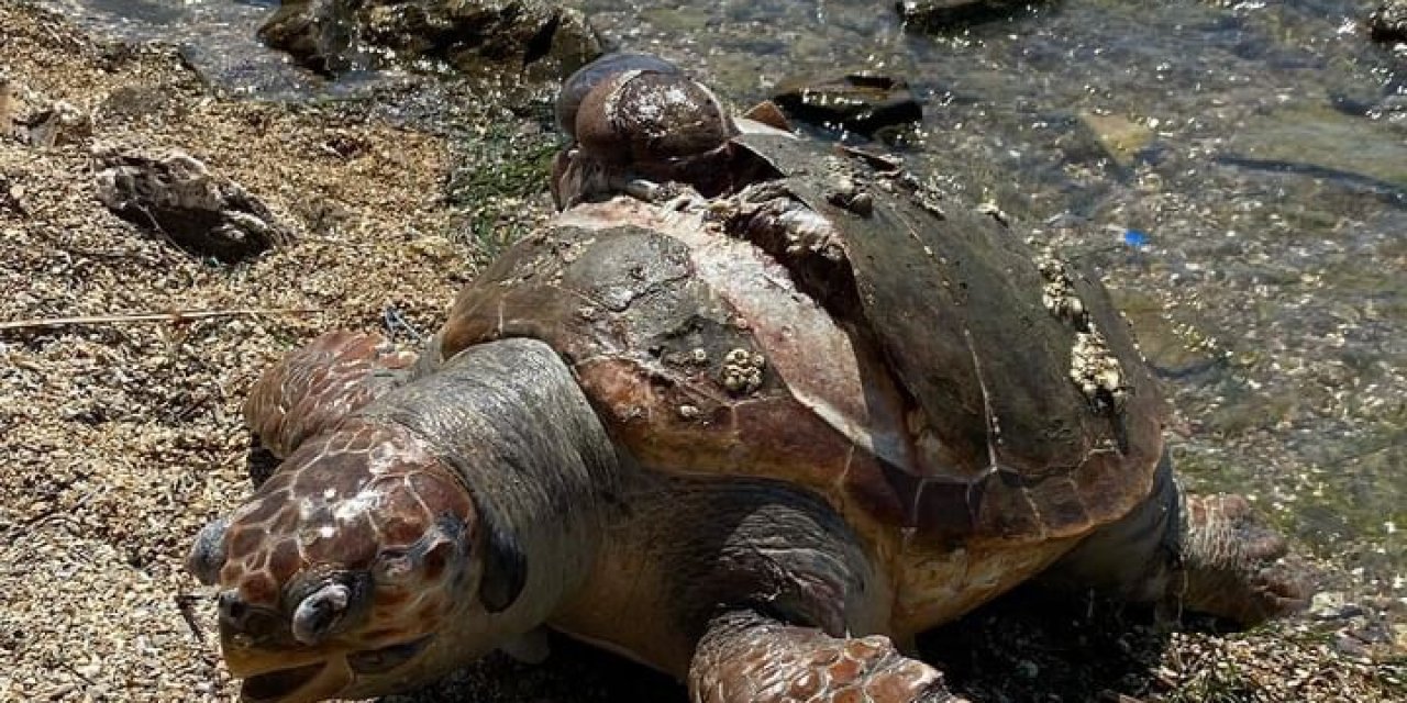Denizde ölü caretta caretta bulundu