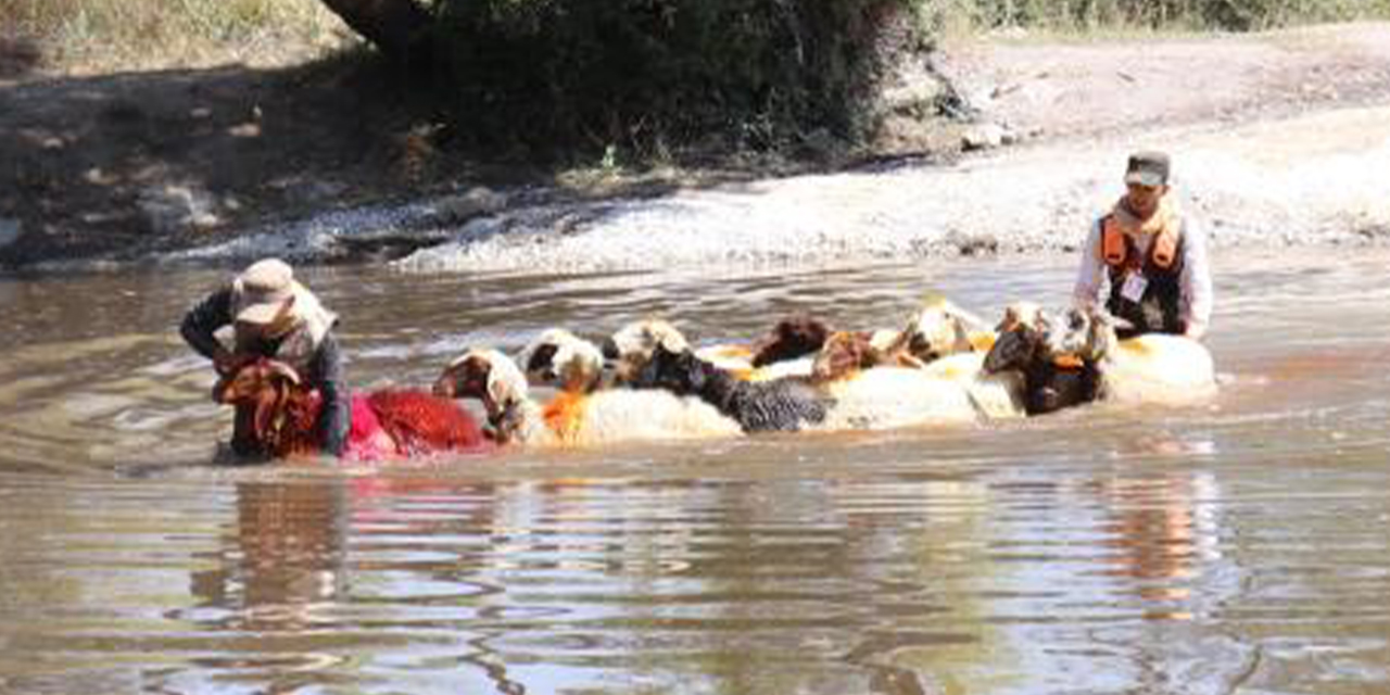 8 asırlık Sudan Koyun Geçirme Yarışları renkli görüntülere sahne oldu