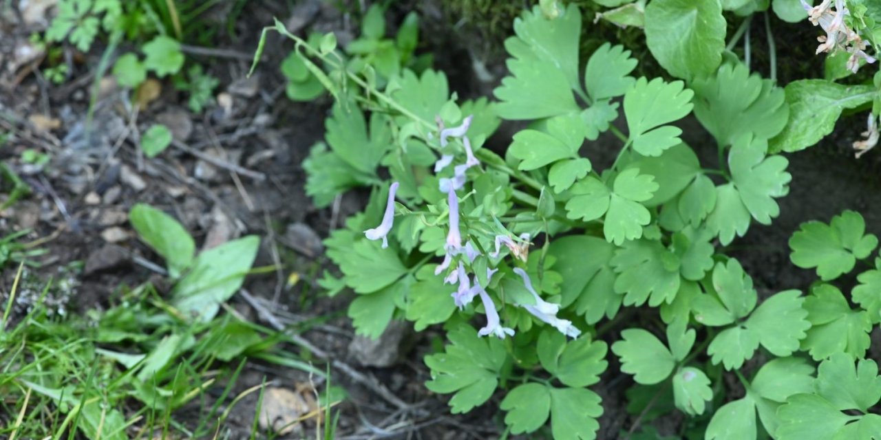 Beşparmak Dağı’nda keşfedilen bitki literatüre kazandırıldı