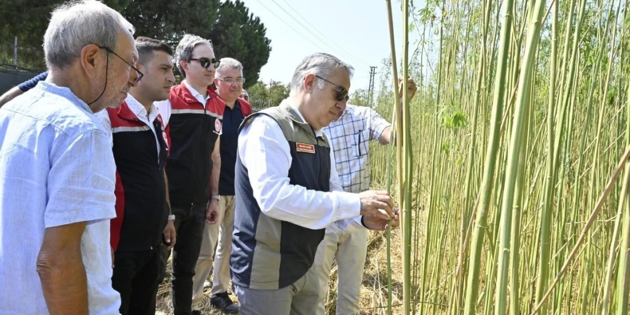 İzmir’de izinli ve kontrollü kenevir hasadı gerçekleştirildi