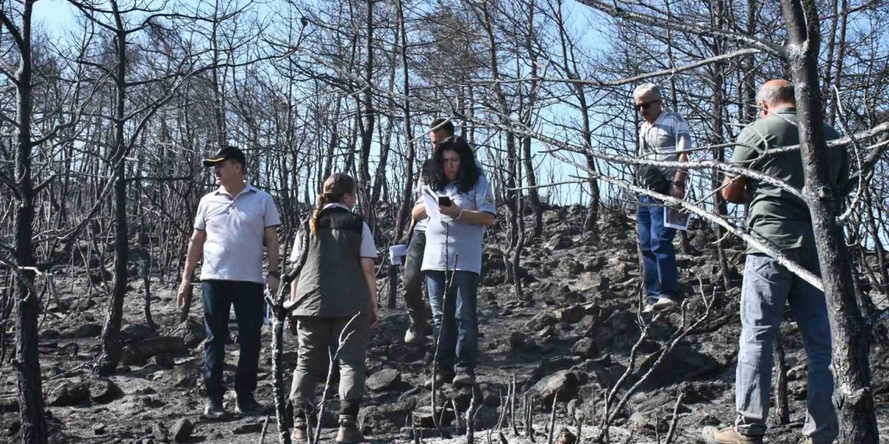 Muğla’da yanan orman alanlarında yeşillendirme çalışmaları başladı