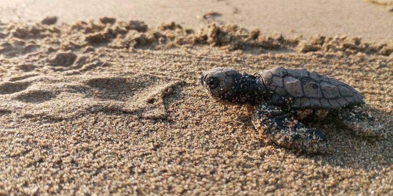 Yumurtalarından çıkan 260 yavru caretta özgürlüğe kulaç attılar
