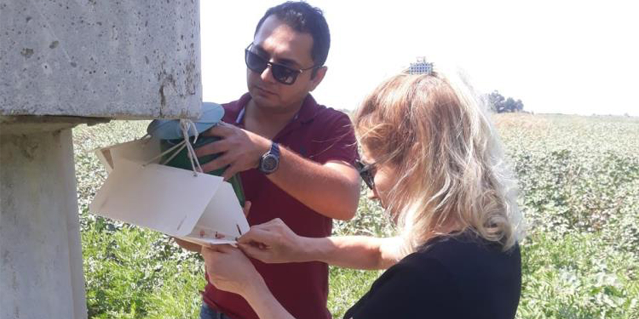 Söke’de zeytin sineği ve yeşil kurt kontrolleri yapıldı