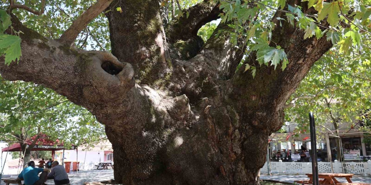 Tarihin 800 yıllık sessiz tanığı kökleriyle toprağa, dallarıyla gökyüzüne uzanıyor