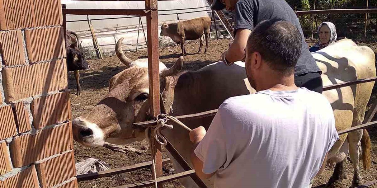 Ortaca’da hayvan sağlığı için çalışmalar devam ediyor