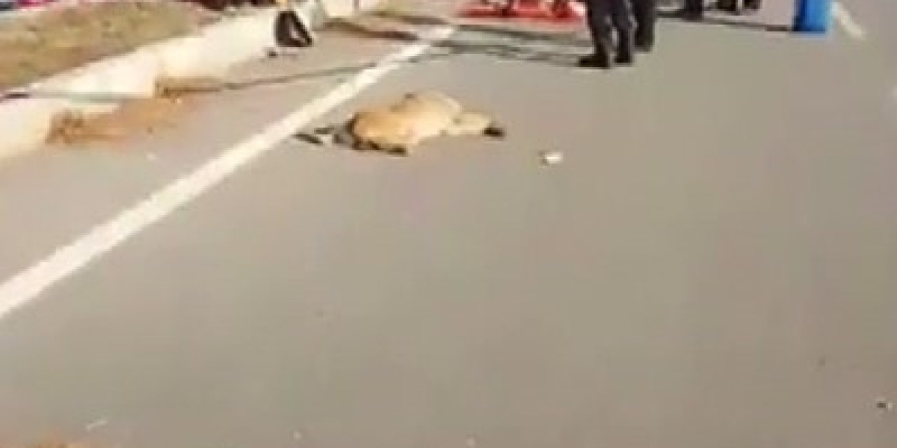Yola çıkan köpek kazaya neden oldu: 1 ölü, 2 yaralı