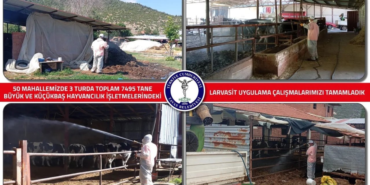 Tavas Belediyesi 7 bin hayvan işletmesinde larvasit ilaçlaması yaptı