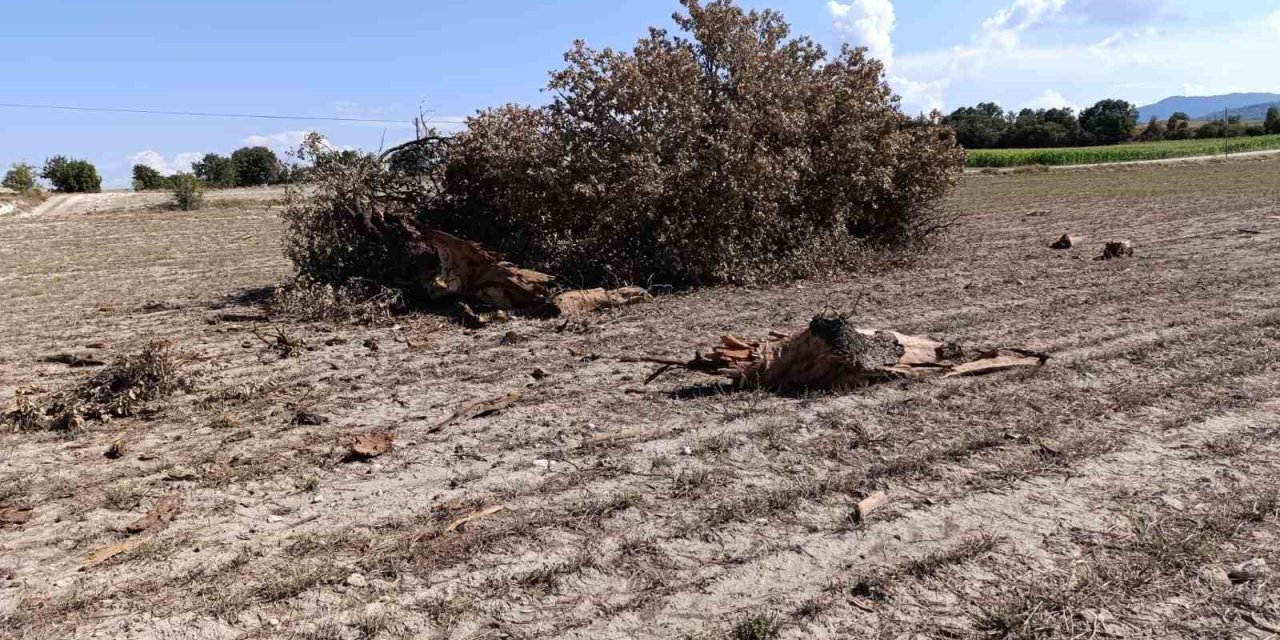Yıldırım düşen asırlık ağaç paramparça oldu