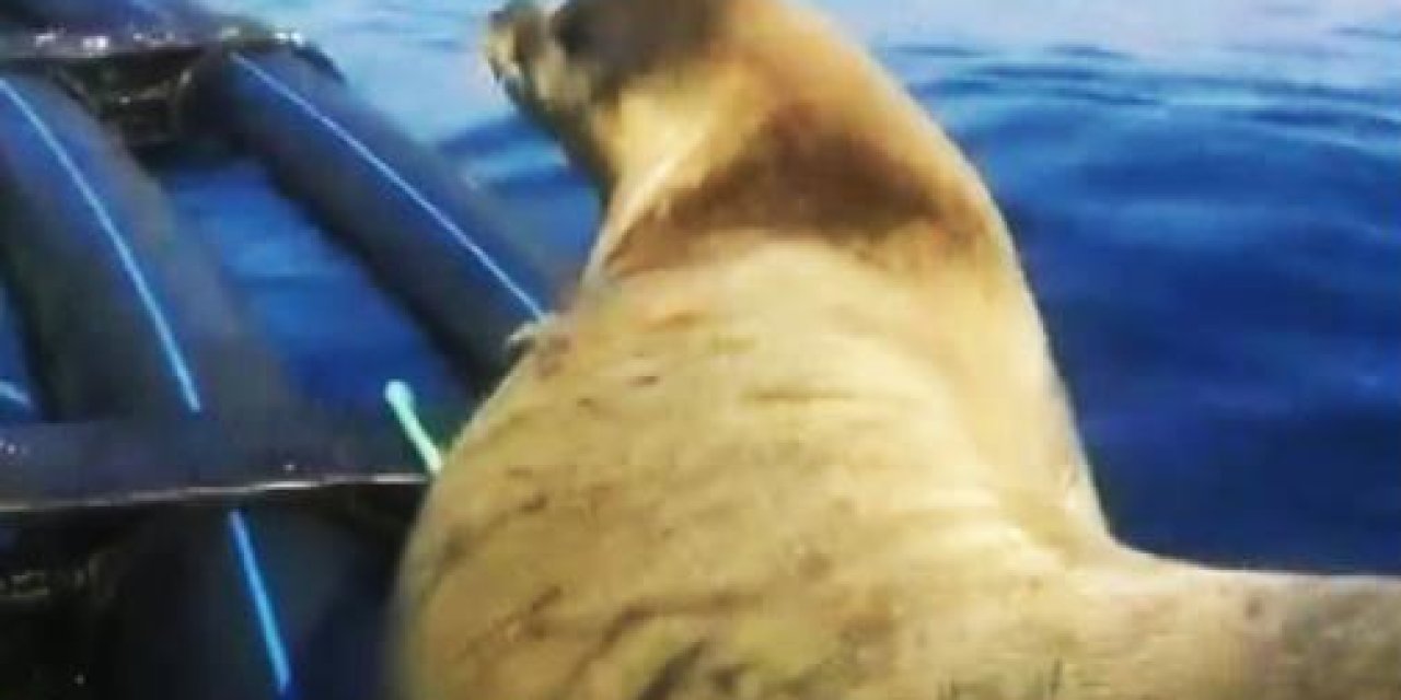 Türkiye’de sadece 100 birey var