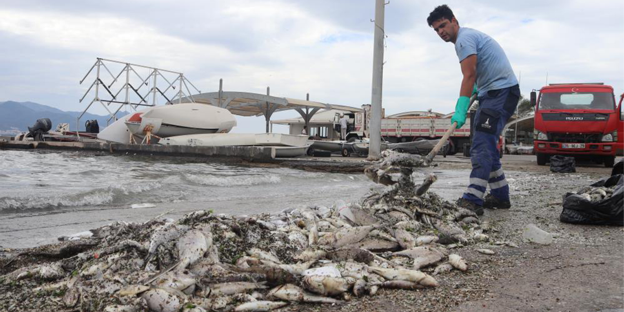 İzmir Körfezi’nde balık ölümleri sürüyor