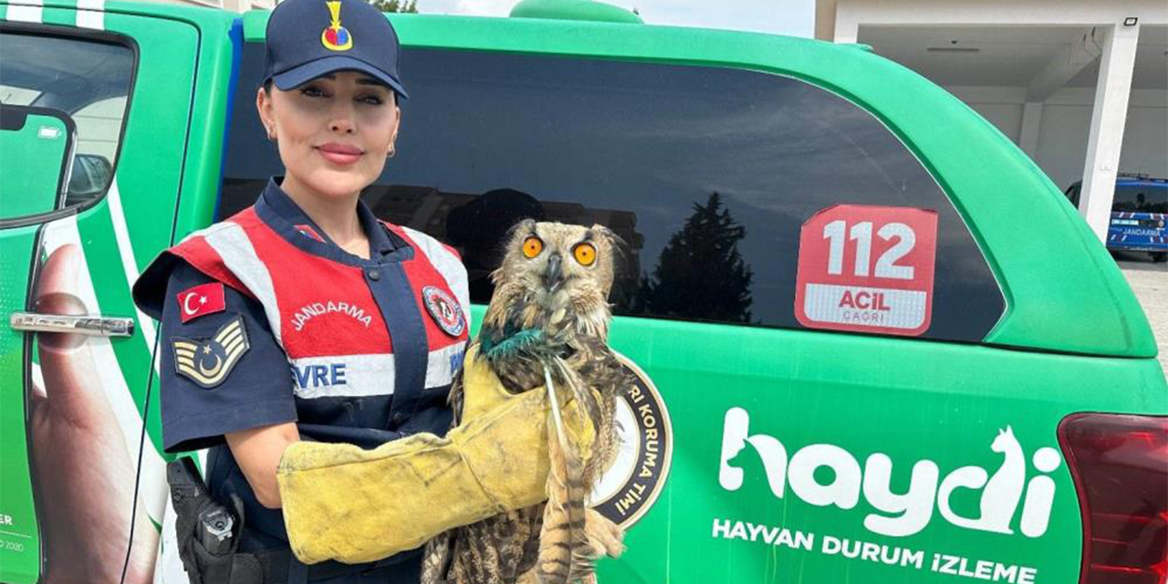 Yaralı puhu kuşuna jandarma eli