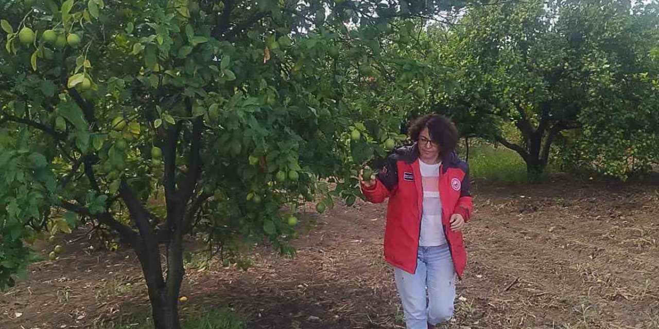 Ortaca’da narenciye ve pamuk bahçelerinde hasat öncesi kontroller tamamlandı