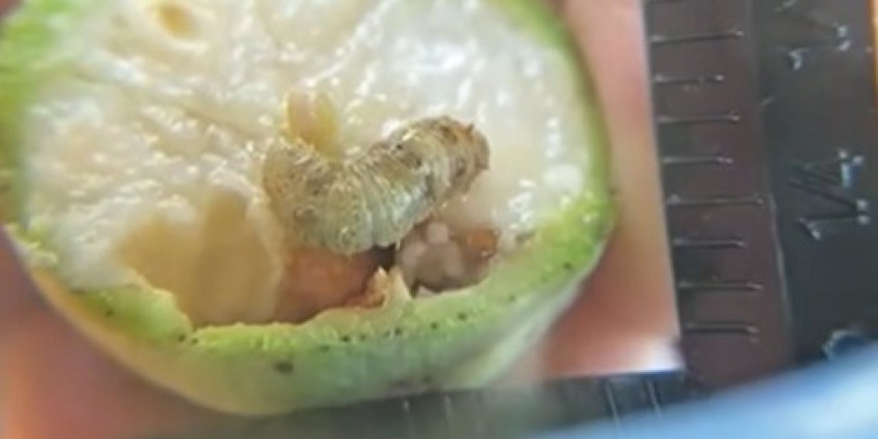 Pamukta dikenli kurt gözlemlendi