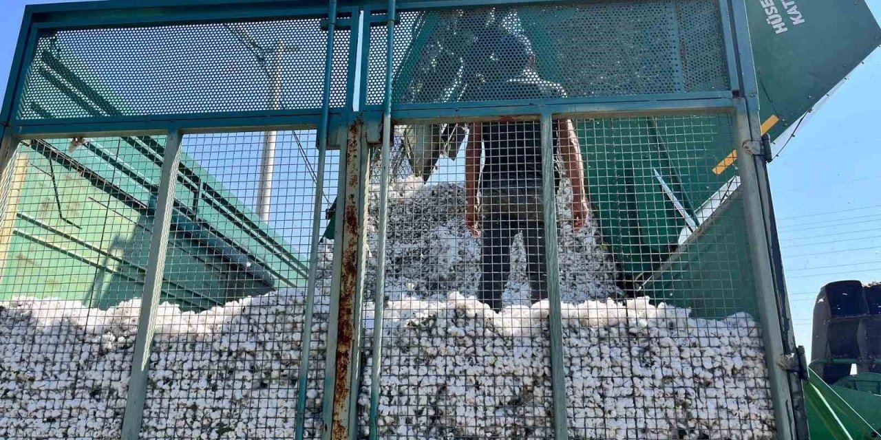 Başkan Zencirci pamuk hasadı yapan üreticilerle buluştu