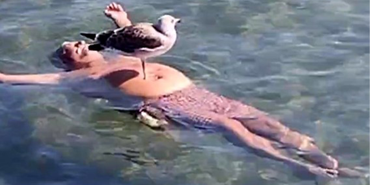 Denizde yüzen kişinin göbeğine martı kondu