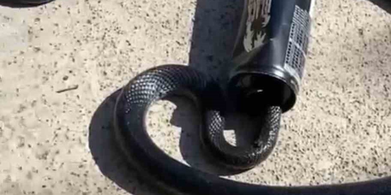 Yılanın başı teneke kutuya sıkıştı, itfaiye kurtardı