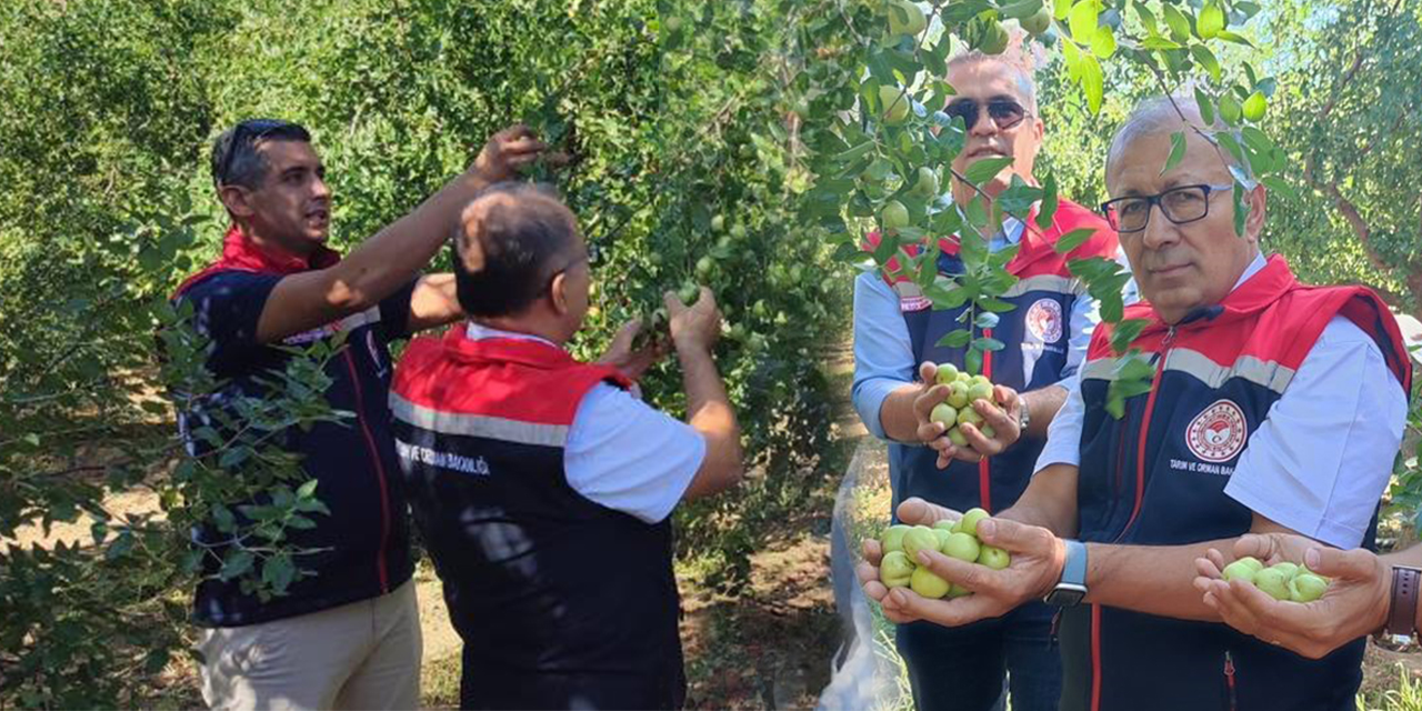 Aydın’da hünnap hasadı başladı