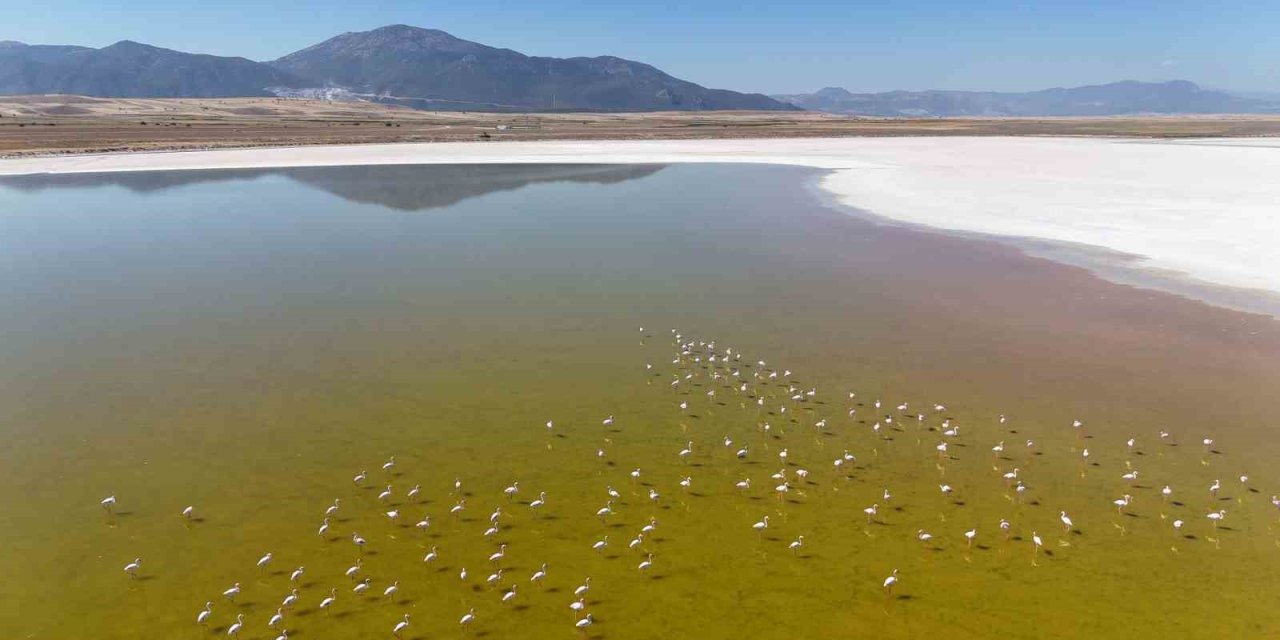 Kuş cenneti Acıgöl’de flamingoların göç yolculuğu