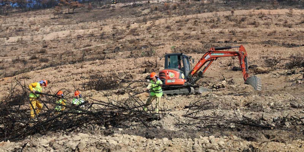 İzmir’de yanan ormanlık alana 1 milyon 100 bin fidan dikilecek