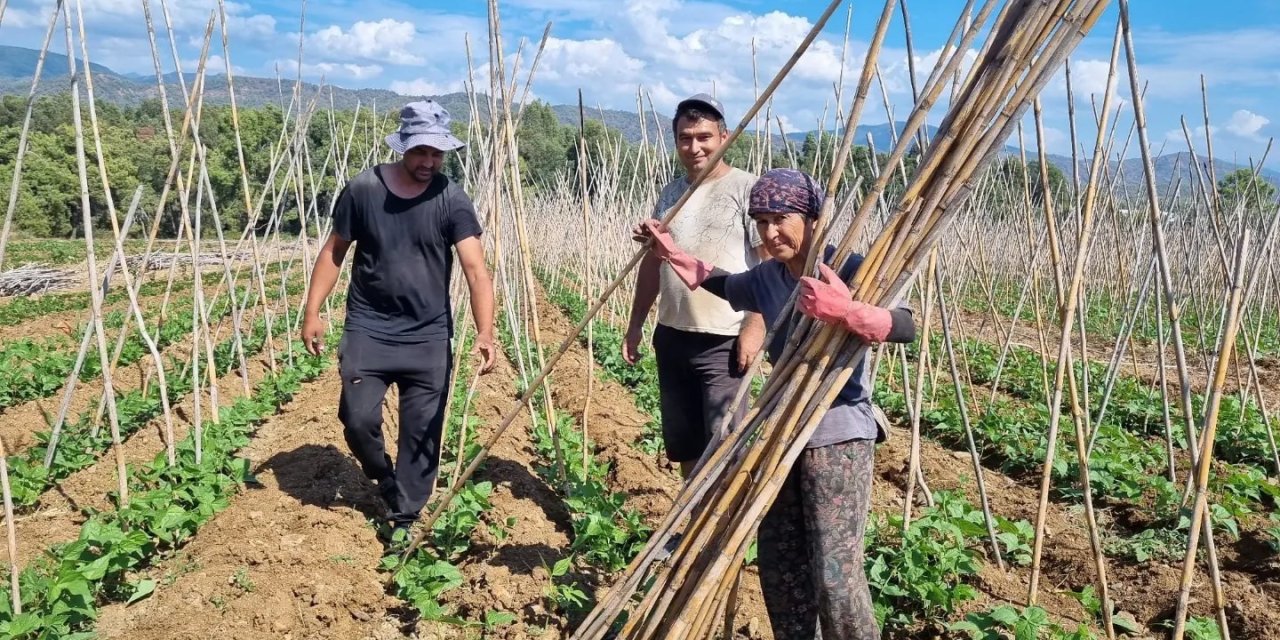 Fethiye’de baklagil üretimi destekleniyor