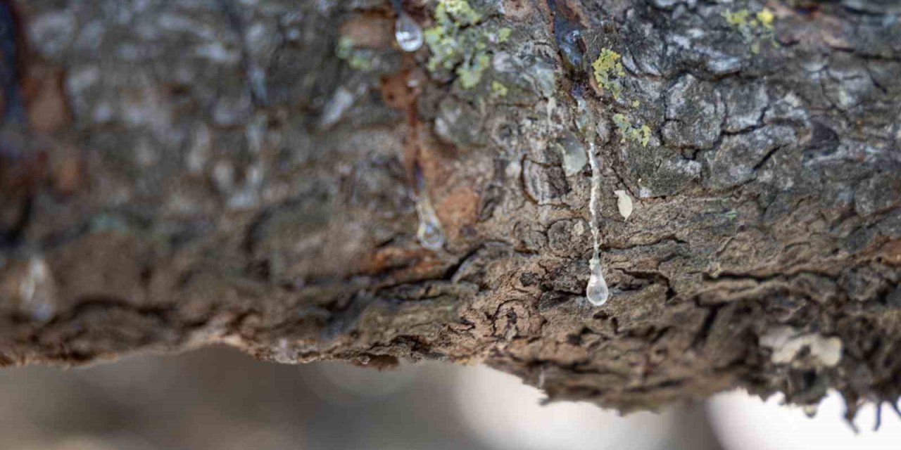 Çeşme, sakızıyla Yunanistan’ı tahttan indirmeye aday