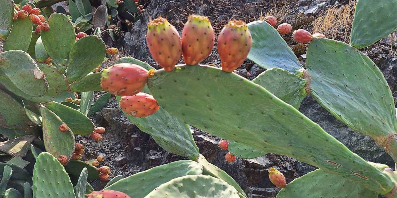 Ortaca’da dikenli incir çalışmaları başladı