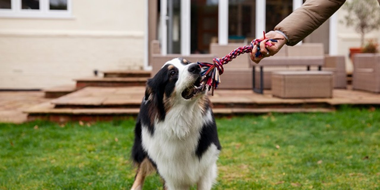 Sadık dostunuzun itaatsiz davranışlarını nasıl yönetebilirsiniz?
