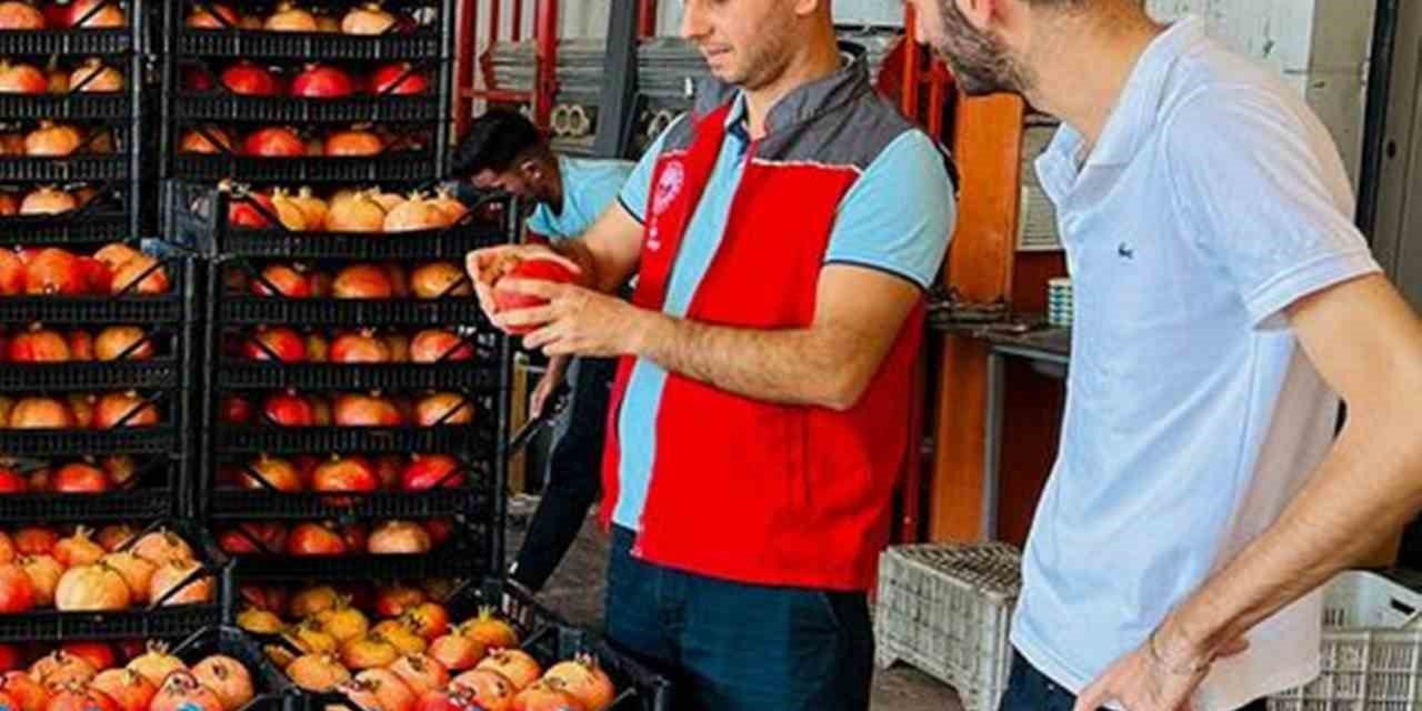 Ortaca’da nar hasadı heyecanı