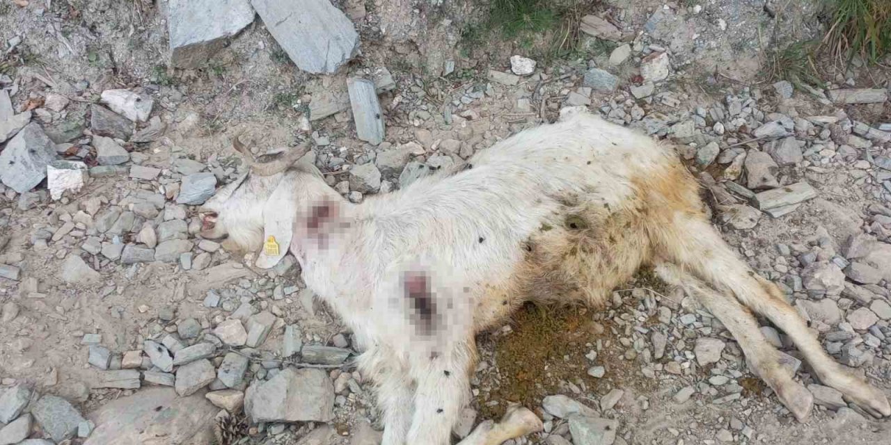 10 keçisi tüfekle vurulan çoban: "Ne istediniz gebe hayvanlarımdan"