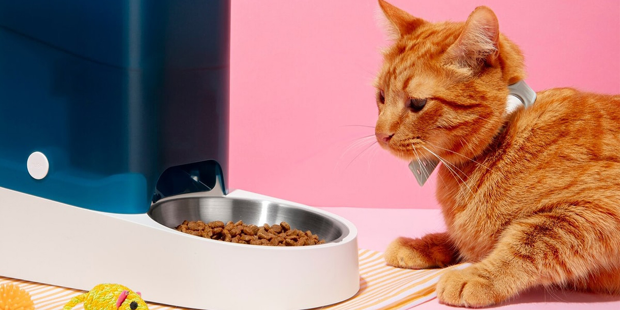 Kedi maması seçiminde dikkat edilmesi gerekenler