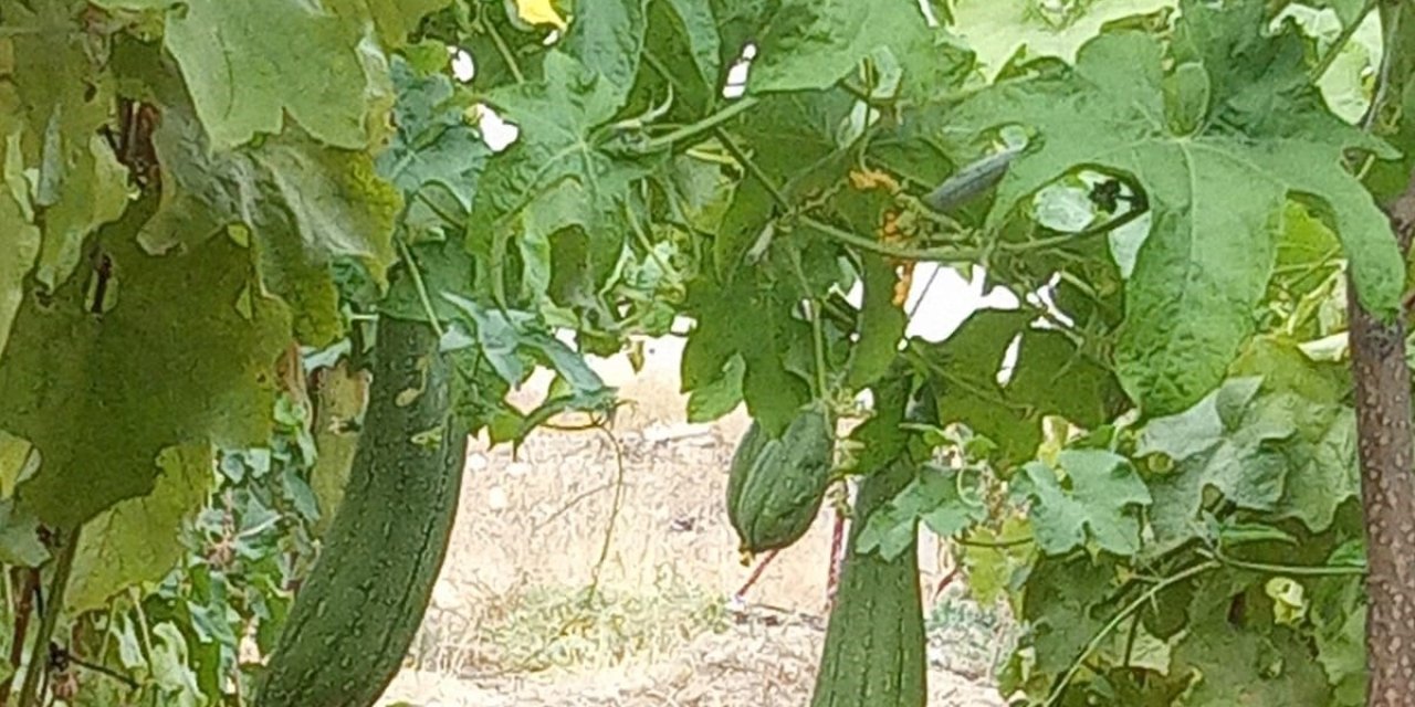 Lif kabakları hasat için sayıyor
