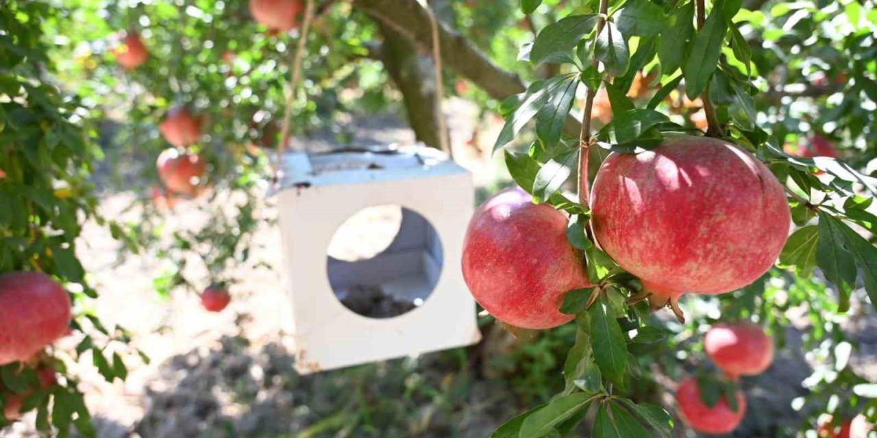 Zararlılarla mücadelede kullanılan akıllı böcekler gıda güvenliğini artırdı