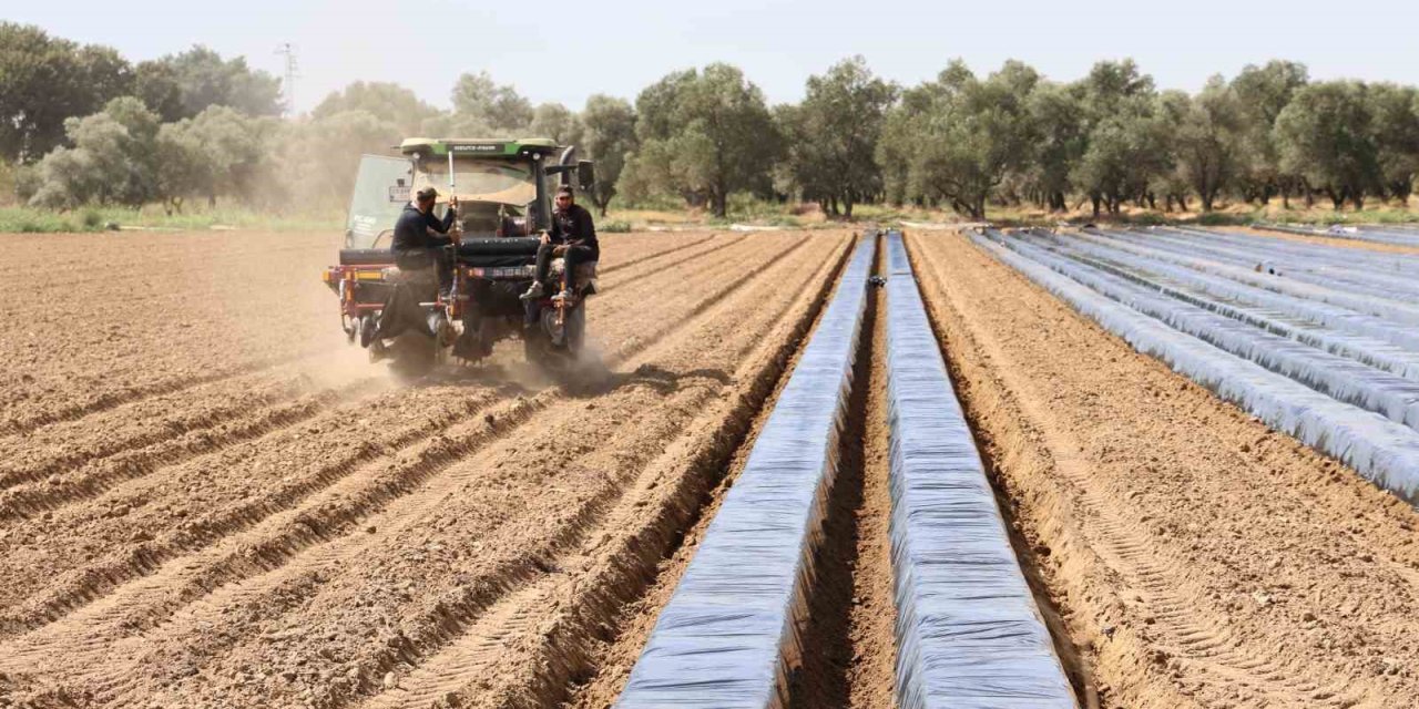 Son yıllarda altın yıllarını yaşayan çilek üreticisi tarlaya erken indi
