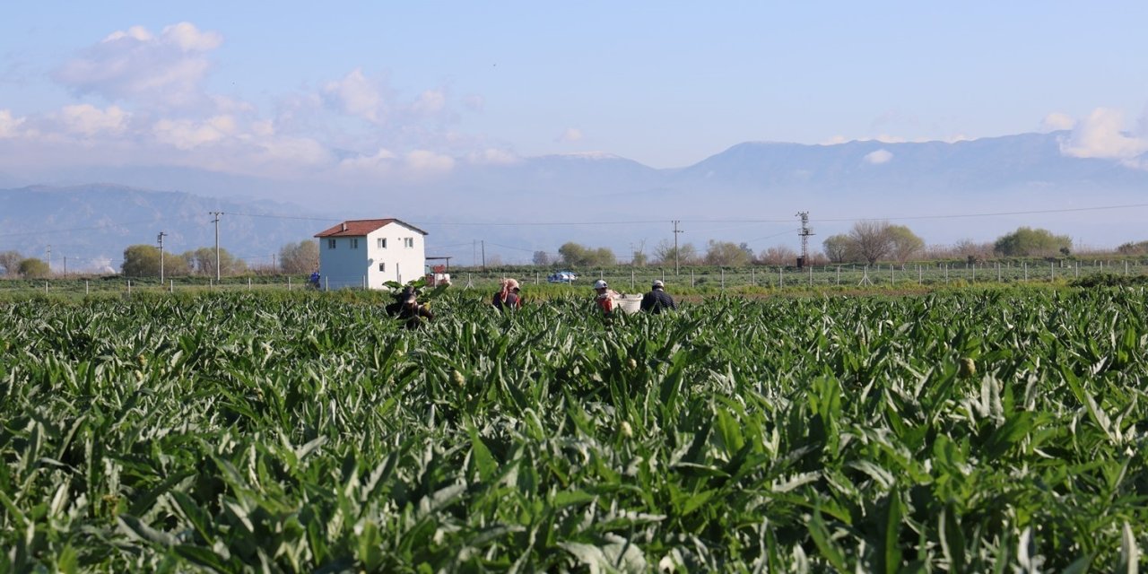 Aydın Enginarı’nın coğrafi işaret tescilinde geri sayım başladı