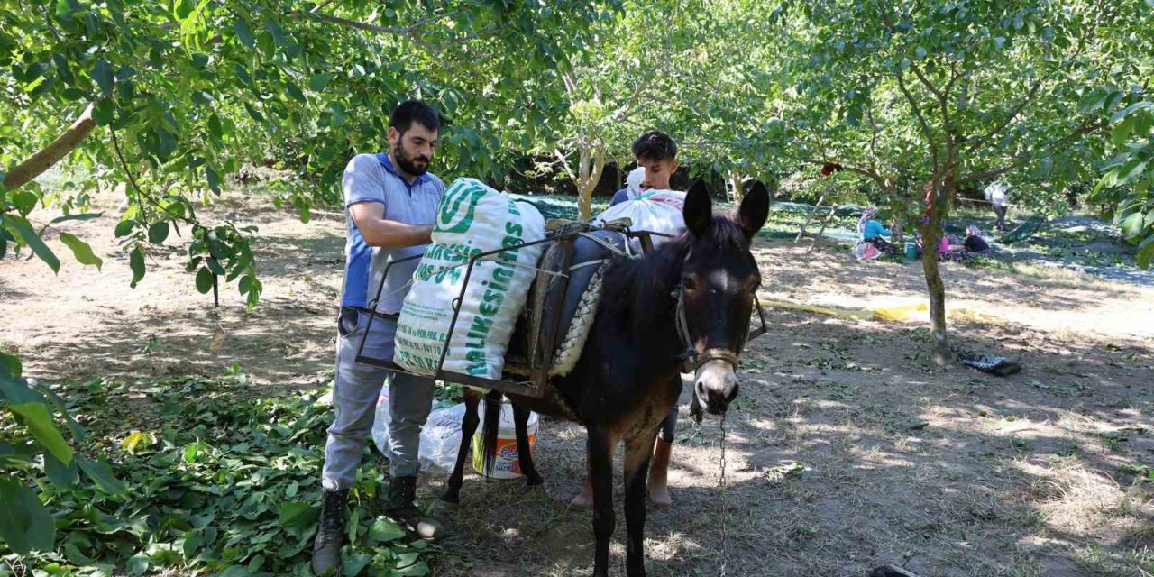 Cevizin tarladan sofraya zorlu yolculuğu başladı