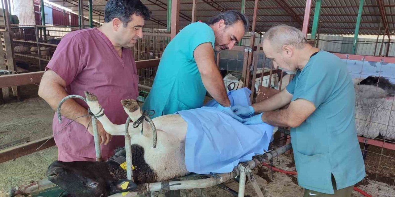 Güçlü Afrika koyunundan alınan embriyolar, yerli taşıyıcı anne koyunlara transfer edildi