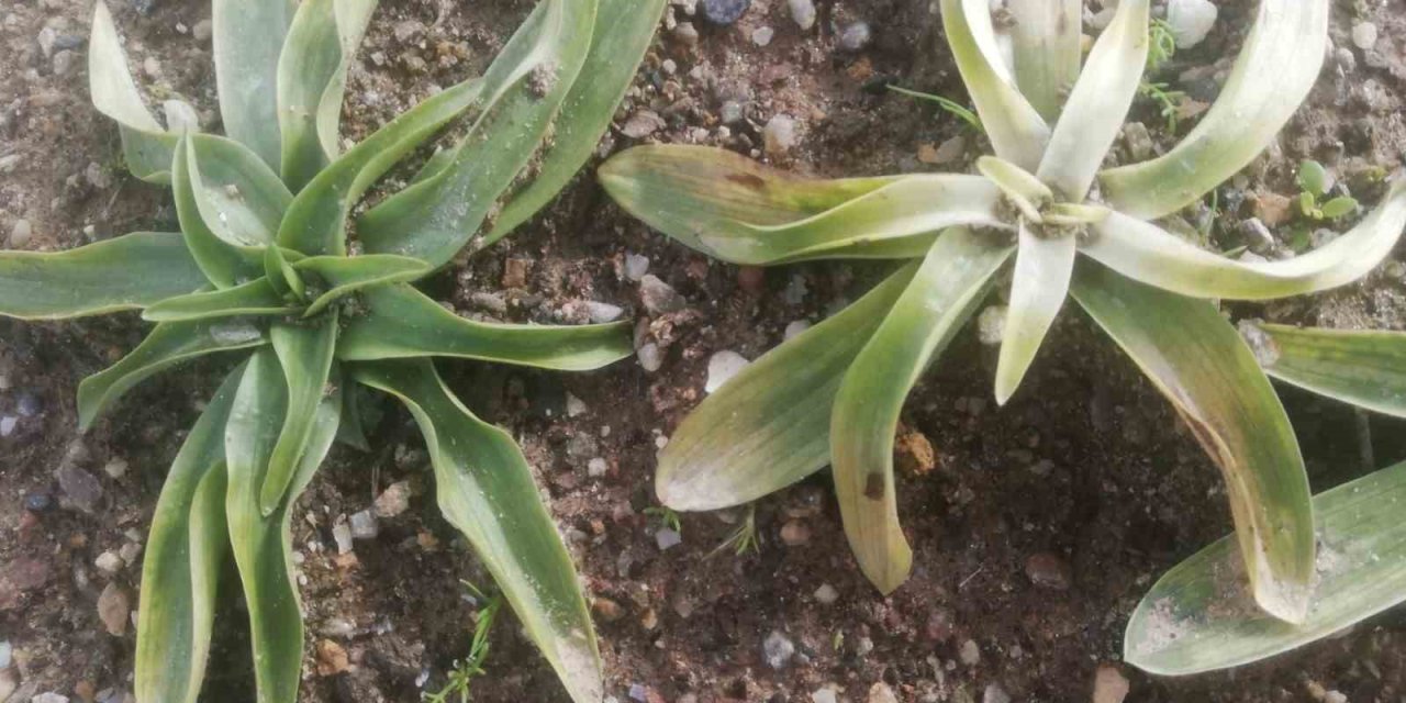 Yeni sezonun ilk salepleri toprakla buluştu