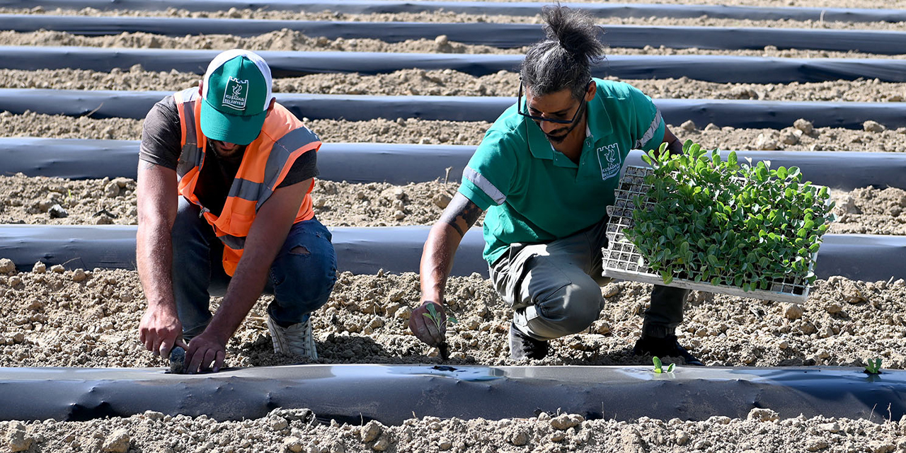 Adabahçe bu kış da sofralara lezzet ve bereket katacak