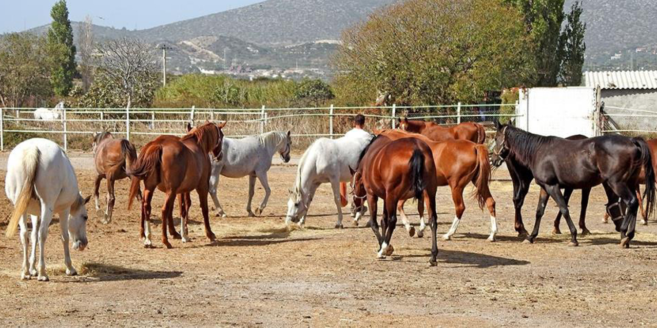 Şampiyon atlar burada yetişiyor