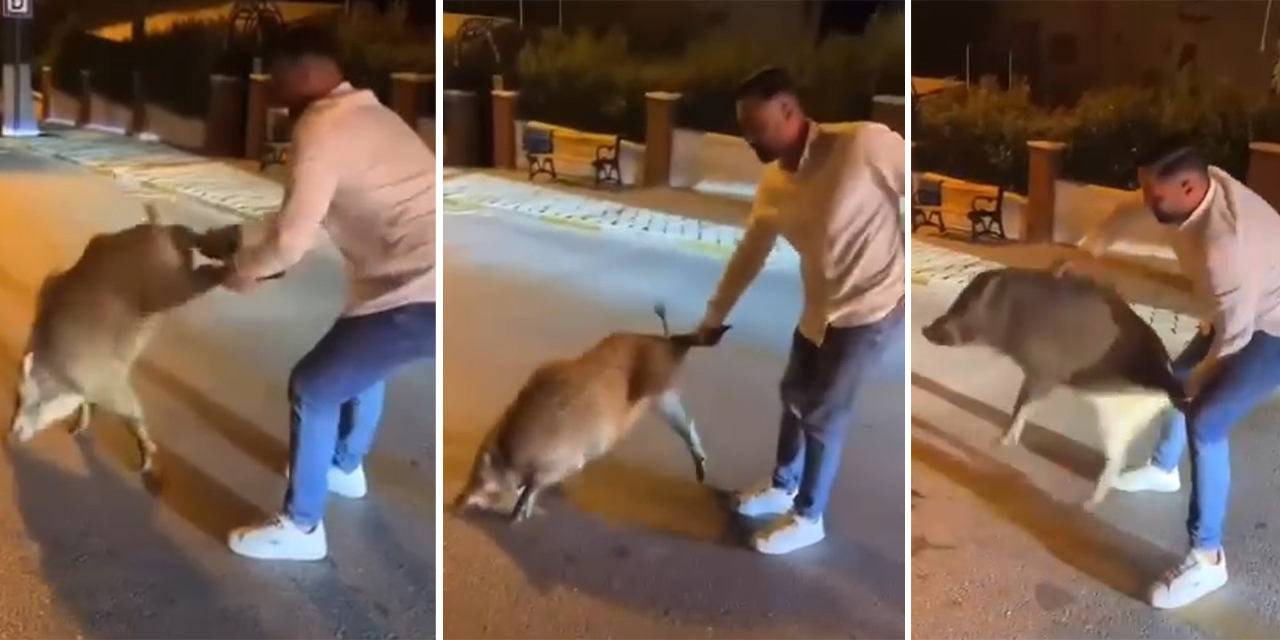 Şehri istila eden domuzlarla dalga geçti