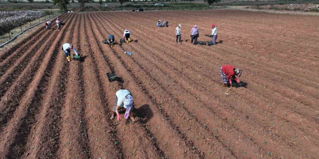 Efeler üretmeye devam ediyor