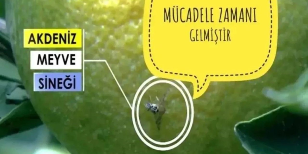 Fethiye’de Akdeniz Meyve Sineği ile mücadele