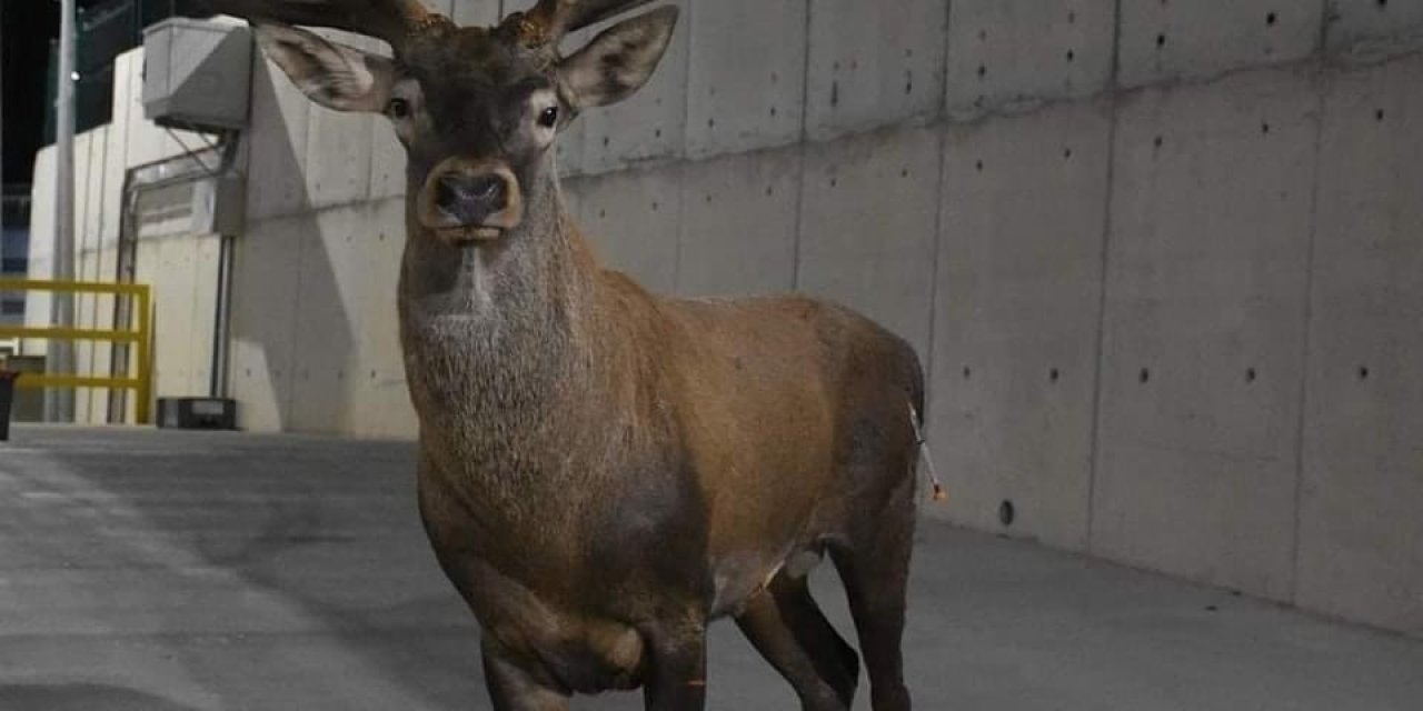 İzmir’de bulunan geyikle ilgili Bakan Yumaklı’dan açıklama