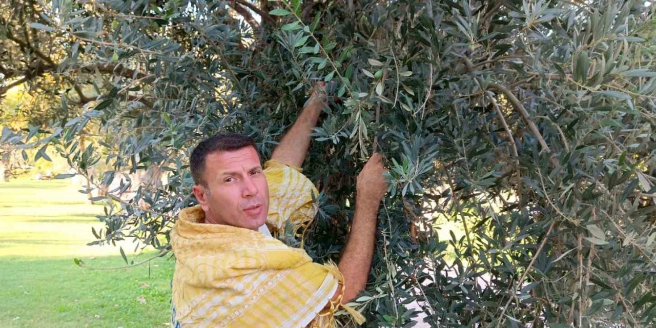 Aliağa’da zeytin hasadı yaklaşıyor, maliyetler üreticileri düşündürüyor
