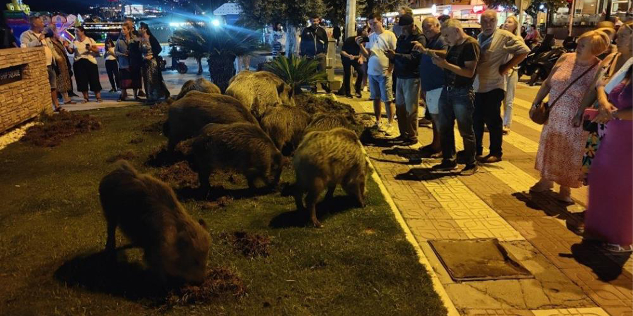 Kuşadası’nda merkeze yaban domuzları indi