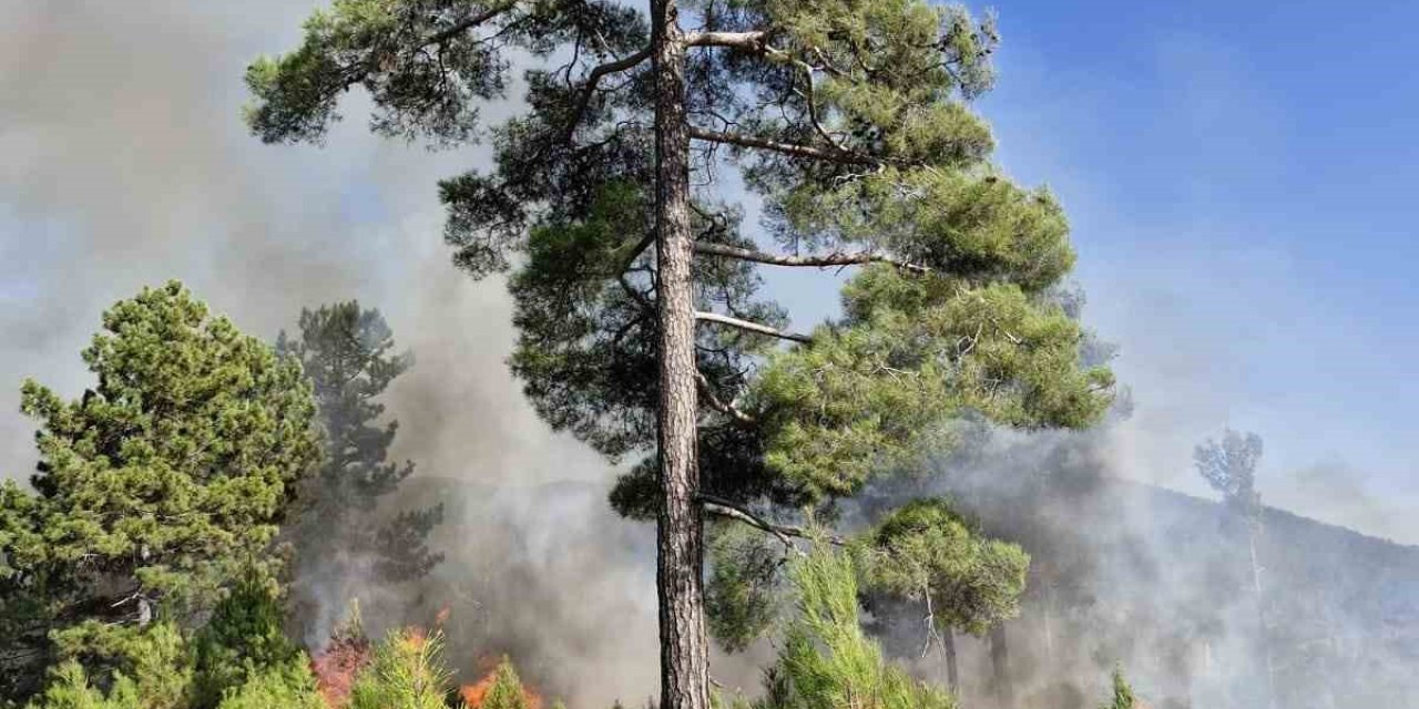 Muğla’nın Köyceğiz ilçesinde orman yangını
