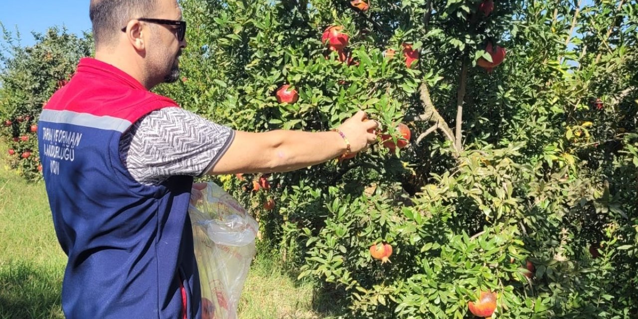 Aydın’da pestisit kalıntı analizi için nar numuneleri alındı